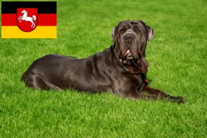 Lire la suite à propos de l’article Mastino Napoletano éleveurs et chiots en Basse-Saxe