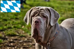 Lire la suite à propos de l’article Mastino Napoletano éleveurs et chiots en Bavière