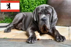 Lire la suite à propos de l’article Mastino Napoletano éleveurs et chiots à Berlin