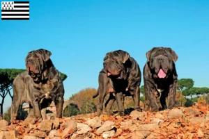 Lire la suite à propos de l’article Éleveurs de Mastino Napoletano et chiots en Bretagne