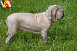 Lire la suite à propos de l’article Mastino Napoletano éleveurs et chiots en Grand Est