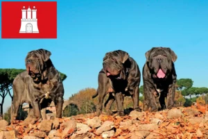 Lire la suite à propos de l’article Mastino Napoletano éleveurs et chiots à Hambourg