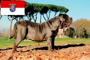 Lire la suite à propos de l’article Mastino Napoletano éleveurs et chiots en Hesse