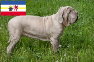 Lire la suite à propos de l’article Mastino Napoletano éleveurs et chiots dans le Mecklembourg-Poméranie occidentale