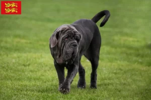 Lire la suite à propos de l’article Éleveurs de Mastino Napoletano et chiots en Normandie