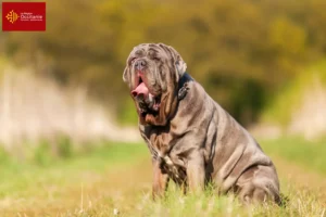 Lire la suite à propos de l’article Éleveurs de Mastino Napoletano et chiots en Occitanie