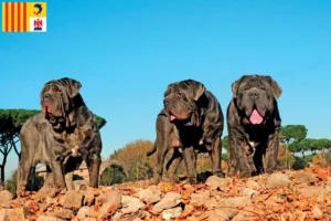 Lire la suite à propos de l’article Éleveurs de Mastino Napoletano et chiots en Provence-Alpes-Côte d’Azur