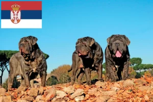 Lire la suite à propos de l’article Mastino Napoletano éleveurs et chiots en Serbie