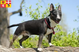 Lire la suite à propos de l’article Éleveurs de Miniature Bull Terrier et chiots en Auvergne-Rhône-Alpes