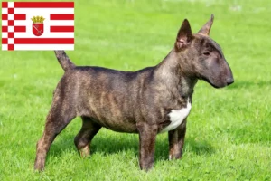 Lire la suite à propos de l’article Éleveurs de Miniature Bull Terrier et chiots à Brême