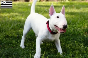 Lire la suite à propos de l’article Éleveurs de Miniature Bull Terrier et chiots en Bretagne