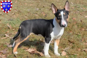 Lire la suite à propos de l’article Éleveurs de Miniature Bull Terrier et chiots en Centre-Val de Loire