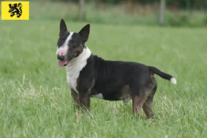 Lire la suite à propos de l’article Éleveurs de Miniature Bull Terrier et chiots en Flandre