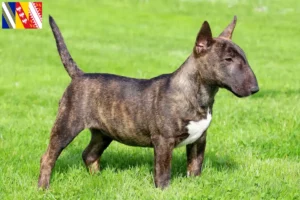 Lire la suite à propos de l’article Éleveurs de Miniature Bull Terrier et chiots en Grand Est