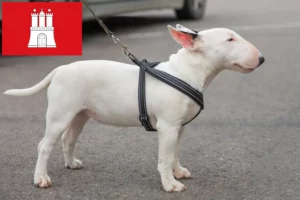 Lire la suite à propos de l’article Éleveurs de Miniature Bull Terrier et chiots à Hambourg