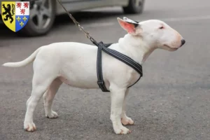 Lire la suite à propos de l’article Éleveurs de Miniature Bull Terrier et chiots en Hauts-de-France