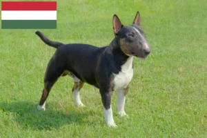 Lire la suite à propos de l’article Éleveurs de Miniature Bull Terrier et chiots en Hongrie