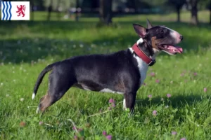 Lire la suite à propos de l’article Éleveurs de Miniature Bull Terrier et chiots en Nouvelle-Aquitaine