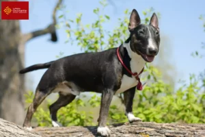 Lire la suite à propos de l’article Éleveurs de Miniature Bull Terrier et chiots en Occitanie