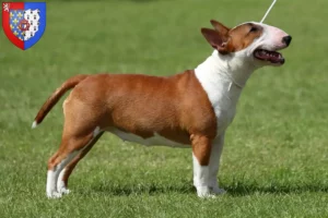 Lire la suite à propos de l’article Éleveurs de Miniature Bull Terrier et chiots en Pays de la Loire