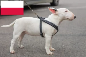 Lire la suite à propos de l’article Éleveurs de Miniature Bull Terrier et chiots en Pologne