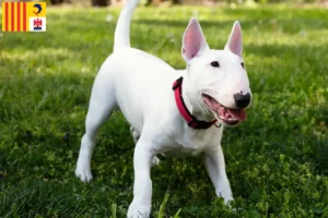 Lire la suite à propos de l’article Éleveurs de Miniature Bull Terrier et chiots en Provence-Alpes-Côte d’Azur