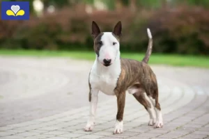 Lire la suite à propos de l’article Éleveurs de Miniature Bull Terrier et chiots en Région de Bruxelles-Capitale