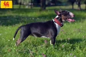 Lire la suite à propos de l’article Éleveurs de Miniature Bull Terrier et chiots en Région wallonne