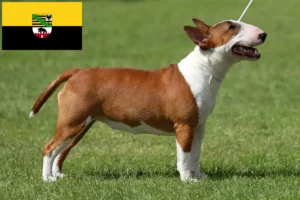 Lire la suite à propos de l’article Éleveurs de Miniature Bull Terrier et chiots en Saxe-Anhalt