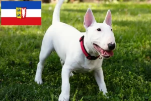 Lire la suite à propos de l’article Éleveurs de Miniature Bull Terrier et chiots dans le Schleswig-Holstein