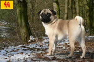 Lire la suite à propos de l’article Éleveurs de balais à frange et chiots en Région wallonne