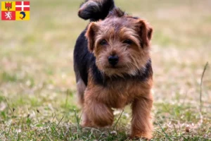 Lire la suite à propos de l’article Norfolk Terrier éleveurs et chiots en Auvergne-Rhône-Alpes