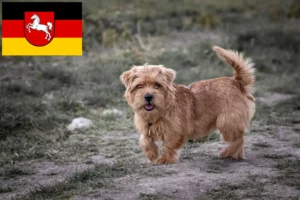 Lire la suite à propos de l’article Norfolk Terrier éleveurs et chiots en Basse-Saxe