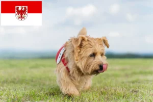 Lire la suite à propos de l’article Norfolk Terrier éleveurs et chiots dans le Brandebourg