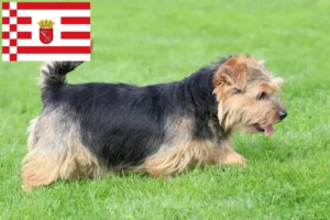 Lire la suite à propos de l’article Norfolk Terrier éleveurs et chiots à Brême