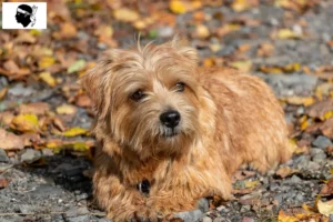 Lire la suite à propos de l’article Éleveurs de Norfolk Terriers et chiots en Corse