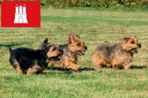 Lire la suite à propos de l’article Norfolk Terrier éleveurs et chiots à Hambourg