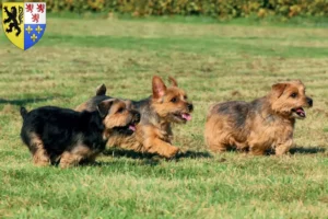 Lire la suite à propos de l’article Éleveurs de Norfolk Terriers et chiots en Hauts-de-France