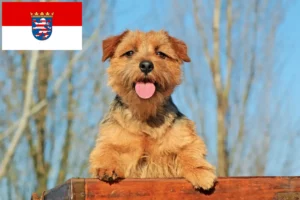 Lire la suite à propos de l’article Norfolk Terrier éleveurs et chiots en Hesse