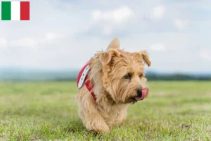 Lire la suite à propos de l’article Norfolk Terrier éleveurs et chiots en Italie