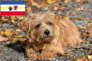 Lire la suite à propos de l’article Norfolk Terrier éleveurs et chiots dans le Mecklembourg-Poméranie occidentale