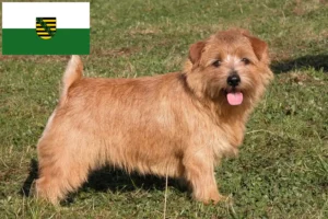 Lire la suite à propos de l’article Norfolk Terrier éleveurs et chiots en Saxe