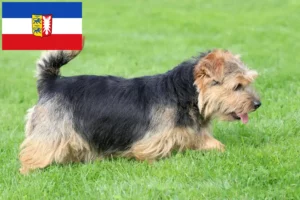 Lire la suite à propos de l’article Norfolk Terrier éleveurs et chiots dans le Schleswig-Holstein