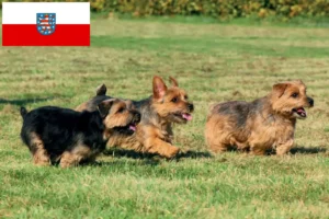 Lire la suite à propos de l’article Norfolk Terrier éleveurs et chiots en Thuringe