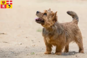 Lire la suite à propos de l’article Eleveurs de Norwich Terrier et chiots en Auvergne-Rhône-Alpes