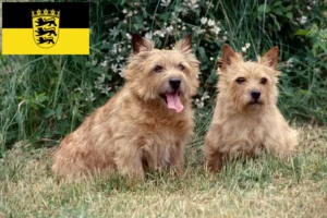 Lire la suite à propos de l’article Norwich Terrier éleveurs et chiots en Baden-Württemberg