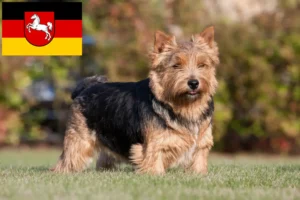 Lire la suite à propos de l’article Norwich Terrier Éleveurs et chiots en Basse-Saxe