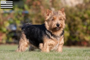 Lire la suite à propos de l’article Eleveurs de Norwich Terrier et chiots en Bretagne