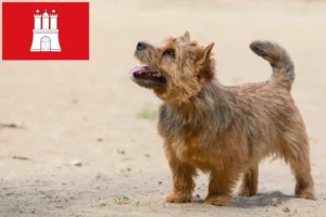 Lire la suite à propos de l’article Norwich Terrier éleveurs et chiots à Hambourg