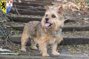 Lire la suite à propos de l’article Eleveurs de Norwich Terrier et chiots en Hauts-de-France